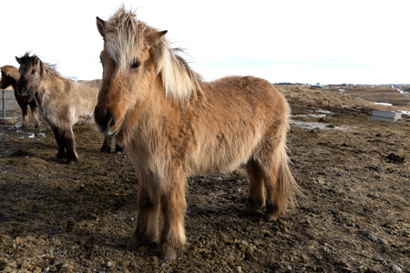 Iceland 5 | 2014